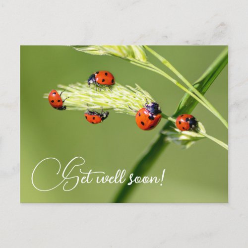 Get well soon with cute little ladybugs postcard