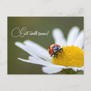 Get well soon with cute little ladybugs postcard