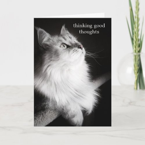 Get Well Wishes for Cat Lovers Card