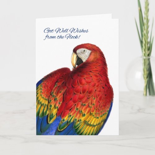 Get Well Wishes from Group Rainbow Macaw Parrot Card