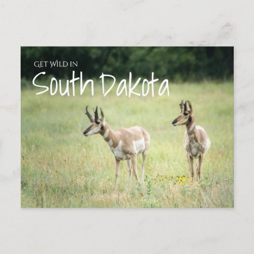 Get Wild in South Dakota Postcard