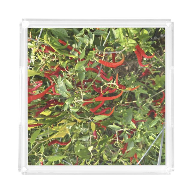 Gettin' Spicy  Acrylic Tray (Front)