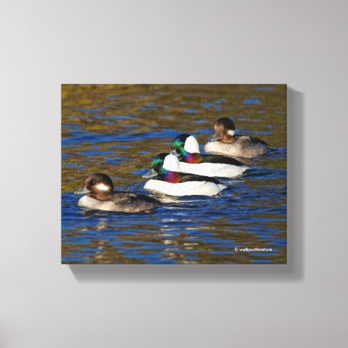 Getting My Ducks in a Row Four Bufflehead Ducks Canvas Print