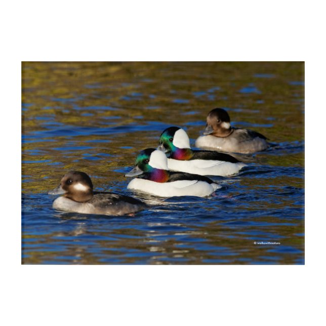 Getting My Ducks in a Row: Four Buffleheads Acrylic Print (Front)