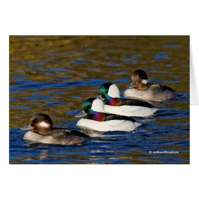 Getting My Ducks in a Row: Four Buffleheads Cards (Front Horizontal)