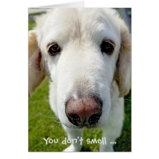 getting old birthday humor-dog nose card