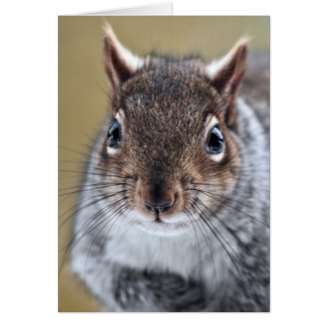 Getting Squirrelly Cards (Front)