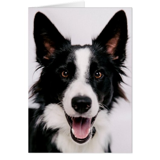 Getty Images | A Smiling Border Collie Cards (Front)