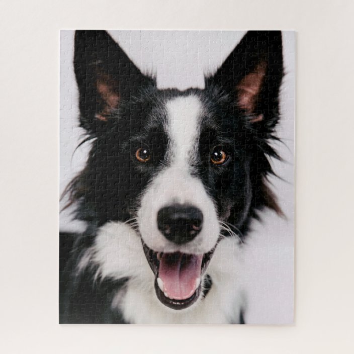 border collie puzzle