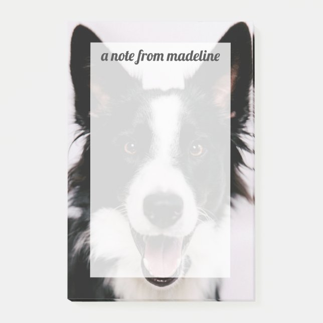 Getty Images | A Smiling Border Collie Post-it Notes (Front)