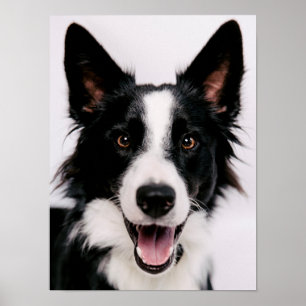 Getty Images A Smiling Border Collie Poster