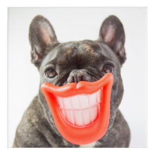 Getty Images   A Smiling Dog Acrylic Print