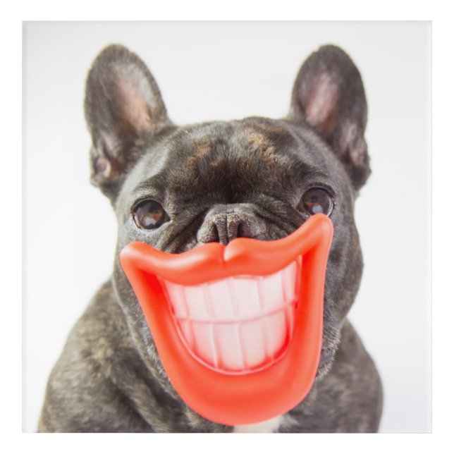 Getty Images | A Smiling Dog Acrylic Print (Front)