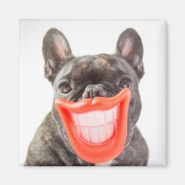 Getty Images | A Smiling Dog Magnet (Front)