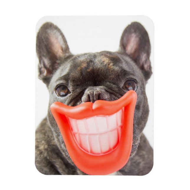 Getty Images | A Smiling Dog Magnet (Vertical)
