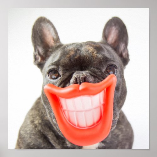 Getty Images  A Smiling Dog Poster