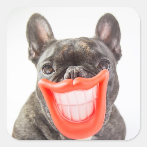 Getty Images  A Smiling Dog Square Sticker