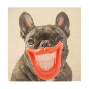 Getty Images   A Smiling Dog Wood Wall Art