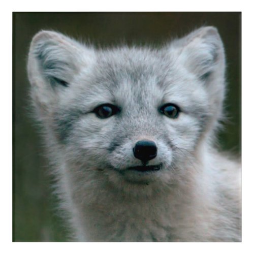 Getty Images  Arctic Fox Kit Acrylic Print