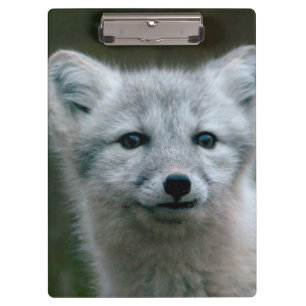 Getty Images   Arctic Fox Kit Clipboard