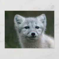 arctic fox kit