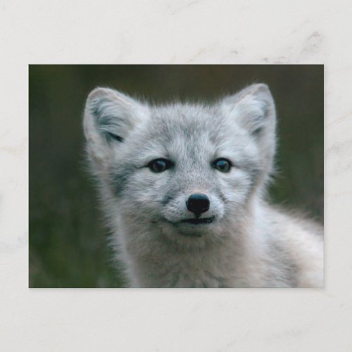 Getty Images  Arctic Fox Kit Postcard