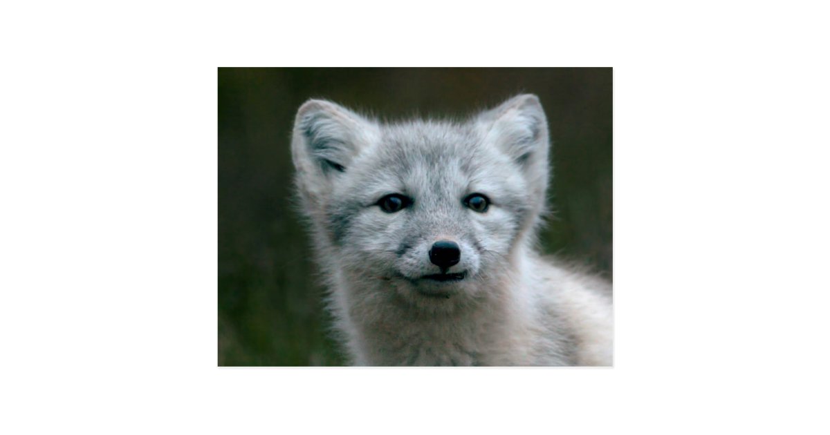 Getty Images Arctic Fox Kit Postcard Zazzle Com