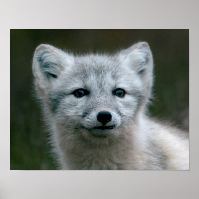 Getty Images | Arctic Fox Kit Poster (Front)