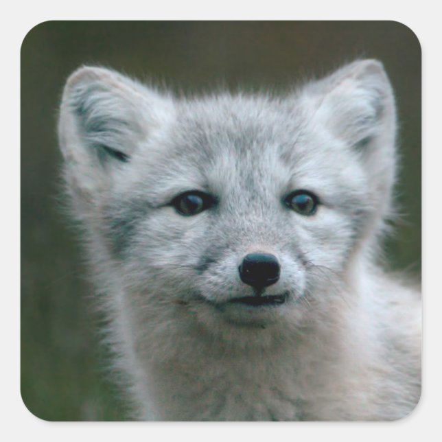 Getty Images | Arctic Fox Kit Square Sticker (Front)