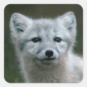 Getty Images Arctic Fox Kit Square Sticker