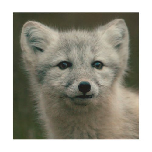 Getty Images  Arctic Fox Kit Wood Wall Art