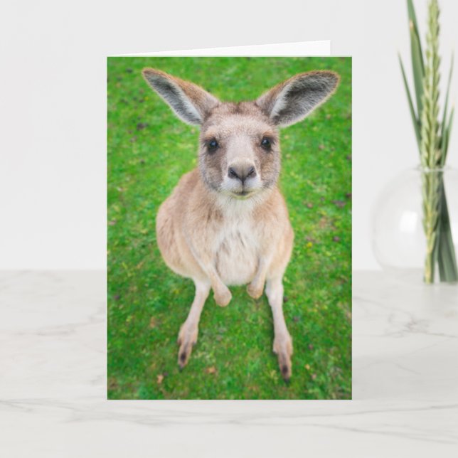 Getty Images | Baby Kangaroo Card (Front)
