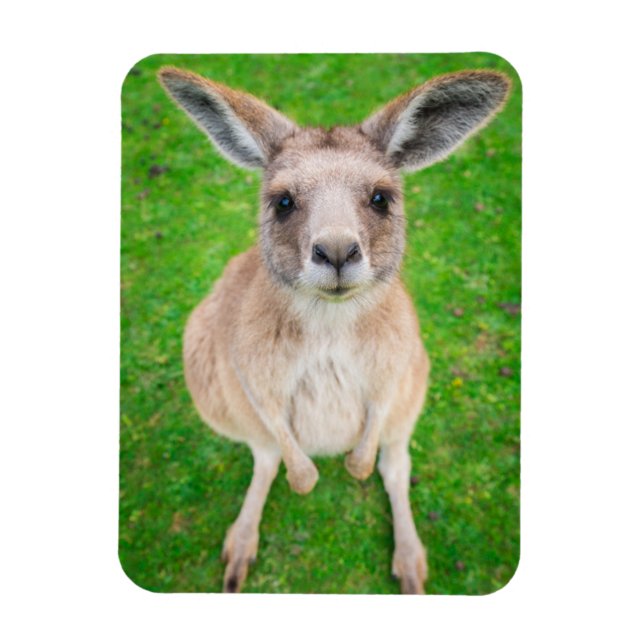 Getty Images | Baby Kangaroo Magnet (Vertical)