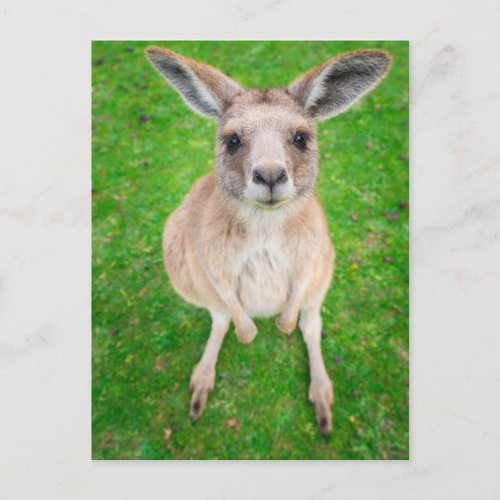 Getty Images  Baby Kangaroo Postcard