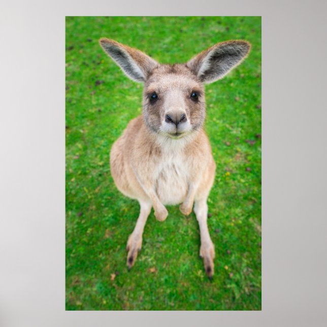 Getty Images | Baby Kangaroo Poster (Front)