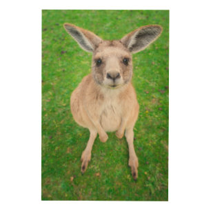 Getty Images Baby Kangaroo Wood Wall Decor