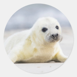Getty Images   Baby Seal