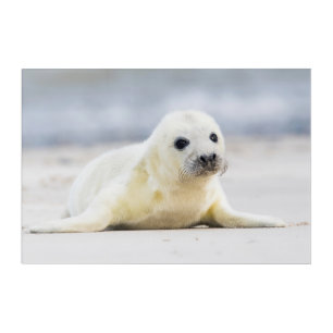 Getty Images   Baby Seal Acrylic Print