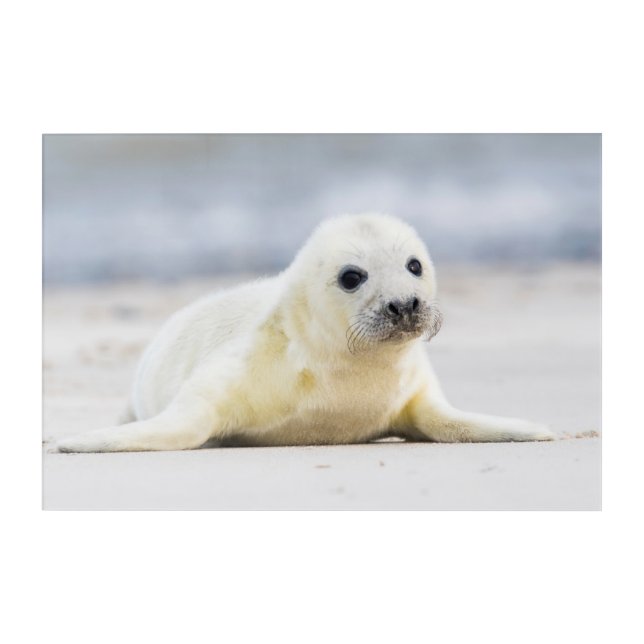 Getty Images | Baby Seal Acrylic Print (Front)