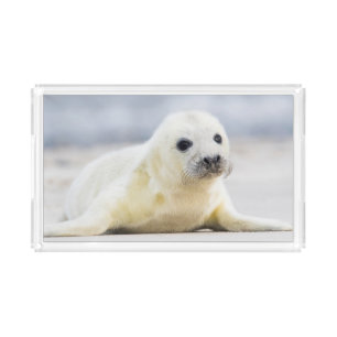 Getty Images Baby Seal Acrylic Tray