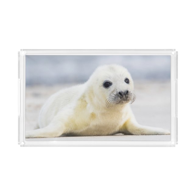 Getty Images | Baby Seal Acrylic Tray (Front)