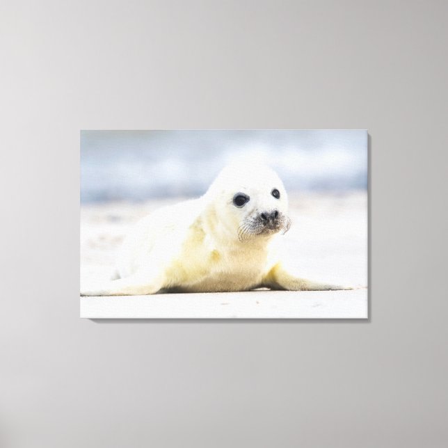 Getty Images | Baby Seal Canvas Print (Front)