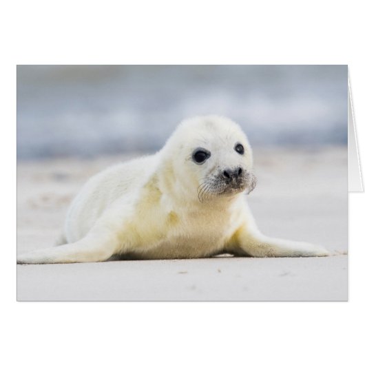 Getty Images | Baby Seal Cards (Front Horizontal)