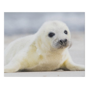 Getty Images Baby Seal Faux Canvas Print