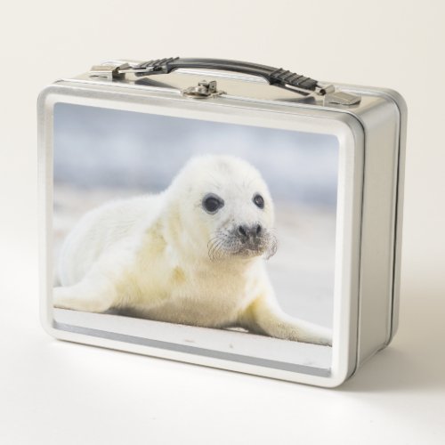 Getty Images  Baby Seal Metal Lunch Box