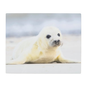 Getty Images   Baby Seal Metal Print