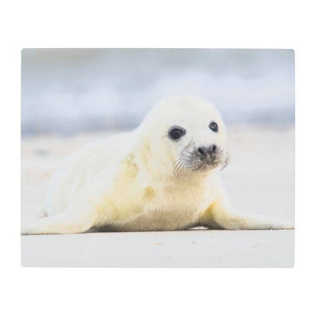 Getty Images | Baby Seal Metal Print (Front)