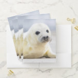 Getty Images | Baby Seal Pocket Folder<br><div class="desc">Just looking at this fluffy, white baby seal will make you wish you could cuddle it. Getty Images shows the beauty of these majestic creatures with an adorable close up of a seal pup. With big, soft, brown eyes and whiskers that make your heart melt, it’s sure to give you...</div>