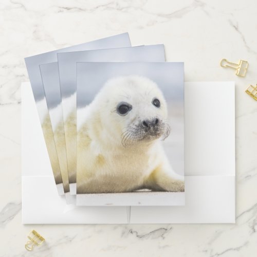 Getty Images  Baby Seal Pocket Folder