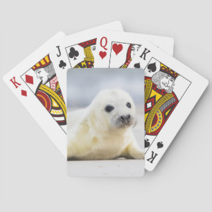 Getty Images Baby Seal Poker Cards